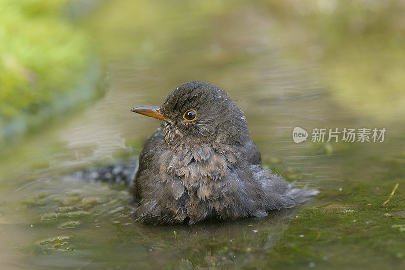 黑鸟洗涤（Turdus merula）